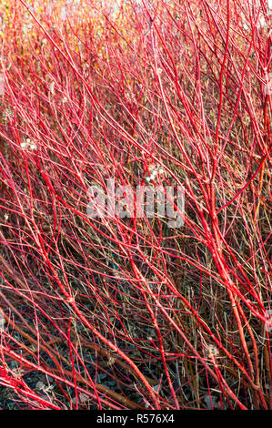 Cornus alba pumila Hartriegel hat leuchtend rote Zweige im Winter. Fügt Farbe im Winter, wenn die Blätter alle Heruntergefallen Stockfoto