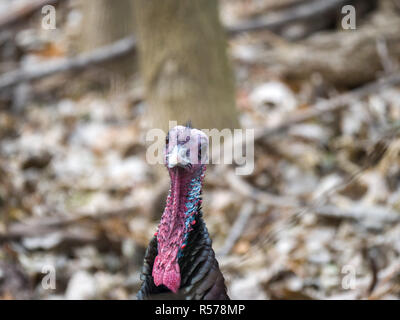 Eine Nahaufnahme Wildlife Fotografie der Kopf eines männlichen Bronzefarbene wilde Türkei stehen und an der Kamera in den Wäldern im ländlichen Wisconsin. Stockfoto