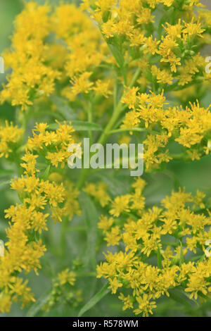 Kleine Pflanze mit gelben Blten in einem Topf Stockfotografie - Alamy