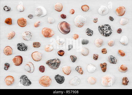 Seashell Hintergrund. Vielzahl von Muscheln auf weißem Holz- Oberfläche. Stockfoto