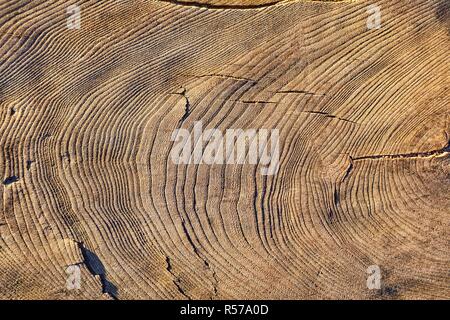 Baum-Stamm-Textur Stockfoto