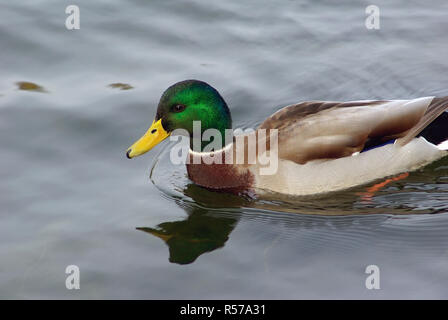 Drake mallard swimming Stockfoto