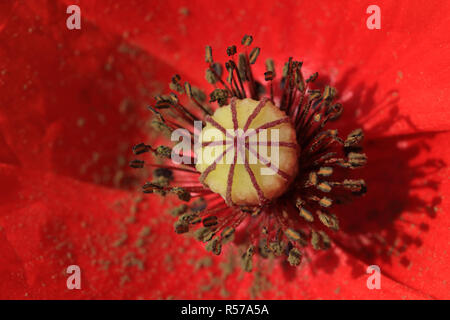 Poppy Flower, Mohn, Staubgefäße und Narbe Disc in Nahaufnahme Stockfoto