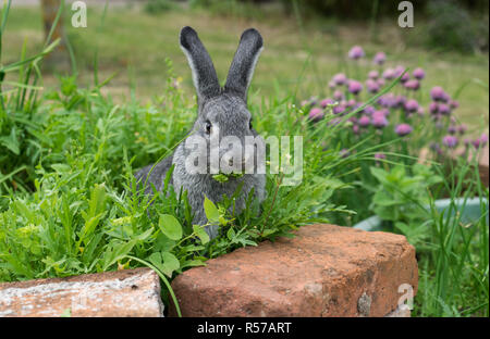 Ein grauen Kaninchen im Kraut Bett sitzt und isst Stockfoto