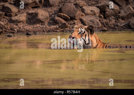 Bengal Tiger leckt Lippen im Wasserloch Stockfoto