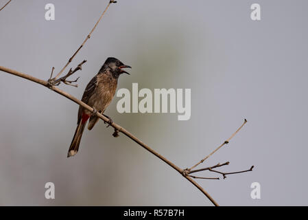 Rot-entlüftet Bulbul thront auf Zweig im Sonnenschein Stockfoto