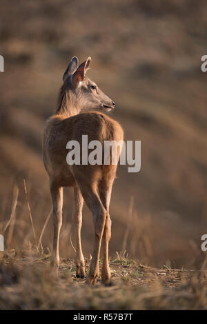 Männliche Sambar Deer dreht Kopf zur Sonne Stockfoto