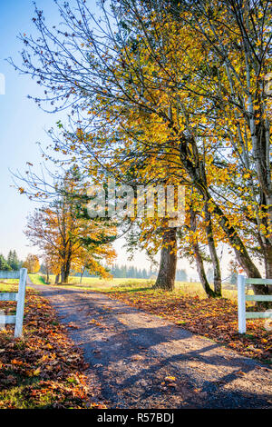 Straße in die Ferne über den Horizont hinaus führenden mit Herbst vergilbter Bäume ist wie ein Symbol der Transienten menschlichen Lebens bis ins Alter kommen und lackiert. Stockfoto