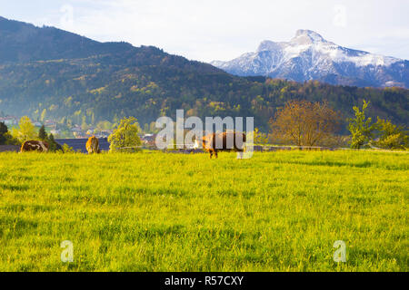 Kühe auf österreichische Alm, Salzburger Land, Österreich Stockfoto