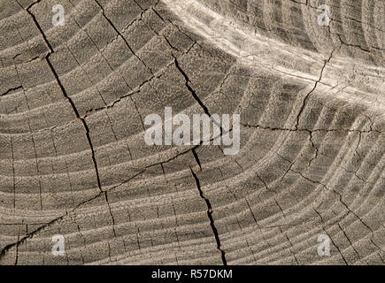 Holz stumpf Textur, Hintergrund Stockfoto