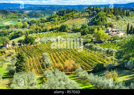 Toskana Wein Reben Olivenbäumen Weingut San Gimignano Toskana Italien Stockfoto