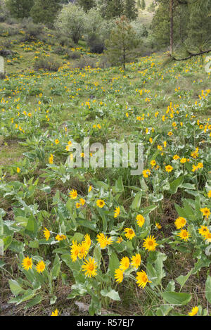 Gelbe Blumen von Arrowleaf balsamroot wachsen auf bewaldete Hügel Stockfoto