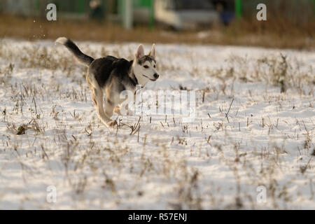 Husky Welpen auf einem Spaziergang in einem schneebedeckten Feld, Sonnenlicht Stockfoto