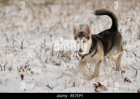 Husky Welpen auf einem Spaziergang in einem schneebedeckten Feld, Sonnenlicht Stockfoto