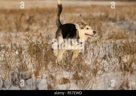 Husky Welpen auf einem Spaziergang in einem schneebedeckten Feld, Sonnenlicht Stockfoto