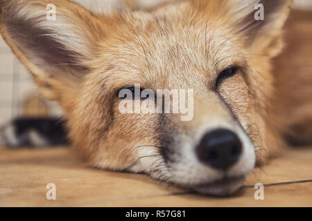 Schöne Red fox Stockfoto