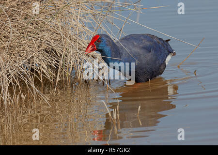 Purpurhuhn Stockfoto