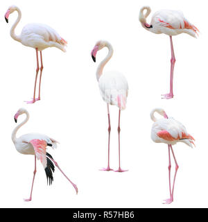 Mehr Flamingo (Phoenicopterus Roseus) isoliert Stockfoto