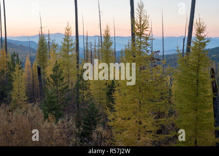 White Mountain brennen, bei Sonnenuntergang, Colville National Forest, Washington. Stockfoto