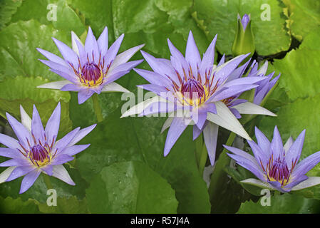 Bunt blühenden Seerosen, nymphaea Colorata Stockfoto