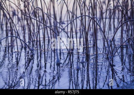 Frosty Schilf und Eis auf dem See Vansjø, Østfold Norwegen. Stockfoto
