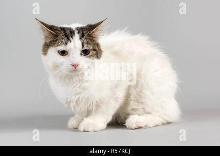 Cat manx Cymric 15768 Stockfoto