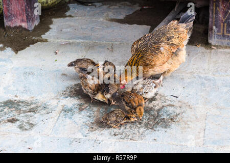 Henne mit Küken picken Körner auf der Straße Stockfoto