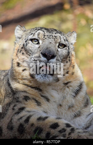 Close up Portrait von Snow Leopard Stockfoto