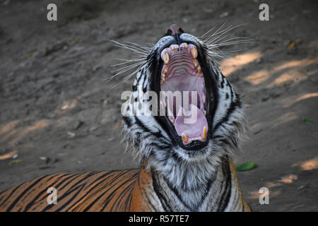 Close up Portrait von Sumatra Tiger gähnen Stockfoto