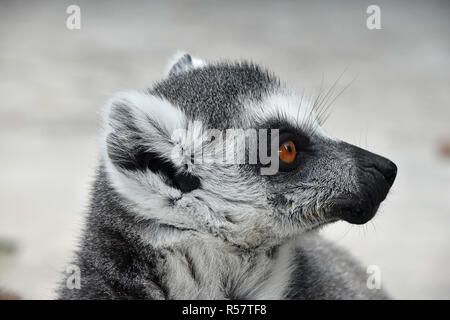 Close up Portrait von Ring-tailed Lemur catta Stockfoto