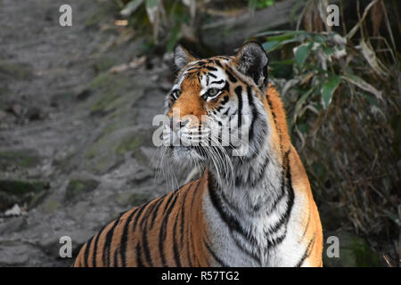 Nahaufnahme Seite Portrait von Sibirischen Amur Tiger Stockfoto