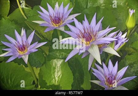 Bunte Seerose nymphaea Colorata Stockfoto