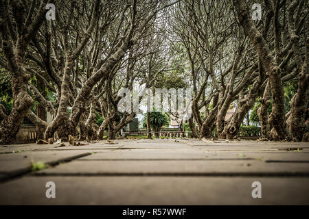 Plumeria Bäumen Tunnel an Nan Thailand. Stockfoto