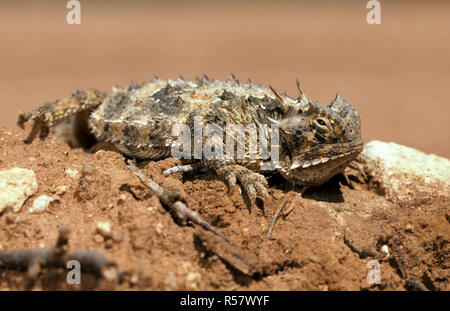 Die Thorny Devil (Moloch Horridus) ist eine australische Eidechse, auch als Berg Teufel bekannt, die dornige Echse, oder dem Moloch, Western Australia. Stockfoto