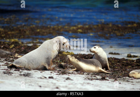 Australische Seelöwen (NEOPHOCA CINEREA) AM STRAND, Kangaroo Island, South Australia. Stockfoto