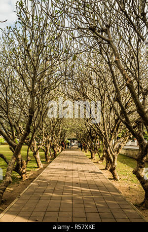 Plumeria Bäumen Tunnel an Nan Thailand. Stockfoto