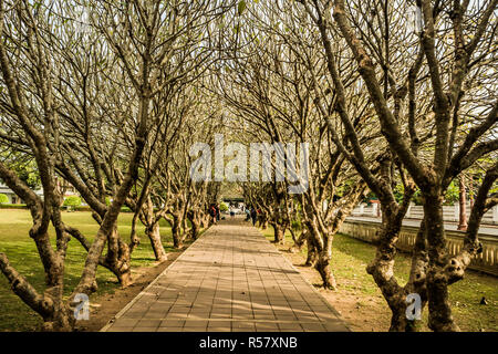 Plumeria Bäumen Tunnel an Nan Thailand. Stockfoto