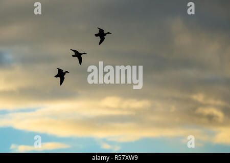 Drei Silhouetted Enten Fliegen in den Sonnenuntergang Himmel Stockfoto