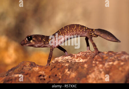 Underwoodisaurus milii hier gesehen, ist eine Pflanzenart aus der Gattung der Gecko in der Familie Carphodactylidae. Art ist allgemein als die dicken-tailed oder Bellenden gecko bekannt. Stockfoto