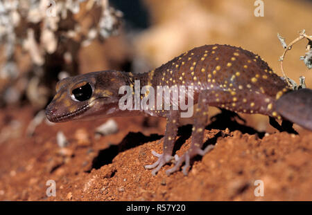 Underwoodisaurus milii hier gesehen, ist eine Pflanzenart aus der Gattung der Gecko in der Familie Carphodactylidae. Art ist allgemein als die dicken-tailed oder Bellenden gecko bekannt. Stockfoto