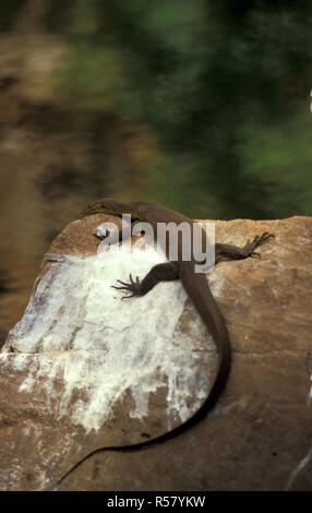 MERTENS WASSER MONITOR (VARANUS MERTENSI) Aalen auf den Felsen, GALVANS GORGE, WESTERN AUSTRALIA. Stockfoto