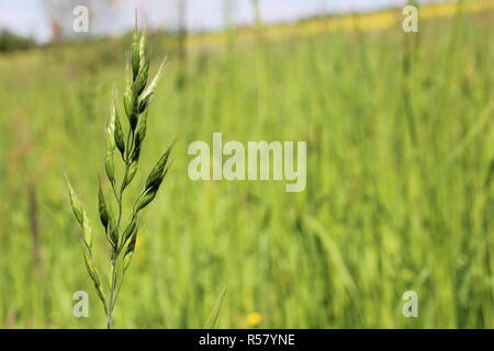 Maiwiese in das Elbtal mit Ranunkeln, Gräser, Löwenzahn, Kräuter Stockfoto