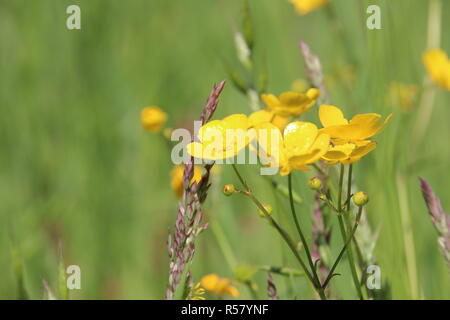 Maiwiese in das Elbtal mit Ranunkeln, Gräser, Löwenzahn, Kräuter Stockfoto