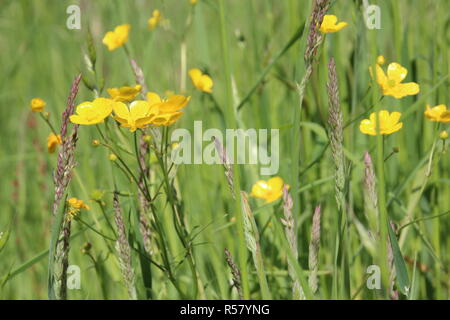 Maiwiese in das Elbtal mit Ranunkeln, Gräser, Löwenzahn, Kräuter Stockfoto