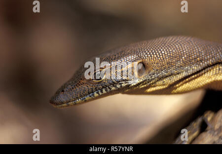 NAHAUFNAHME DES KOPFES EINER MERTEN'S WATER GOANNA (VARANUS MERTENSI) GALVANS GORGE, WESTERN AUSTRALIA. Stockfoto