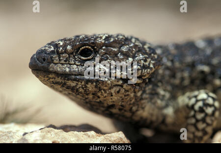 Schläfrig oder SHINGLEBACK SKINK (TRACHYDOSAURUS RUGOSUS) GOLDFIELDS, WESTERN AUSTRALIA Stockfoto