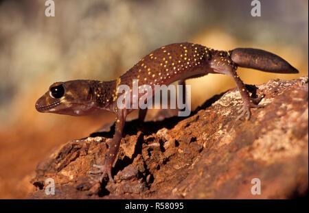 Underwoodisaurus milii hier gesehen, ist eine Pflanzenart aus der Gattung der Gecko in der Familie Carphodactylidae. Art ist allgemein als die dicken-tailed oder Bellenden gecko bekannt. Stockfoto