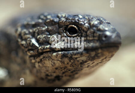 Schläfrig oder SHINGLEBACK SKINK (TRACHYDOSAURUS RUGOSUS) GOLDFIELDS, WESTERN AUSTRALIA. Stockfoto