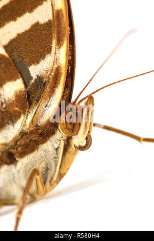 Makroaufnahme einer Linde Schmetterling Stockfoto