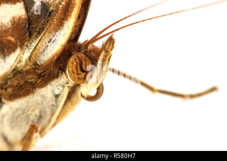 Makroaufnahme einer Linde Schmetterling Stockfoto